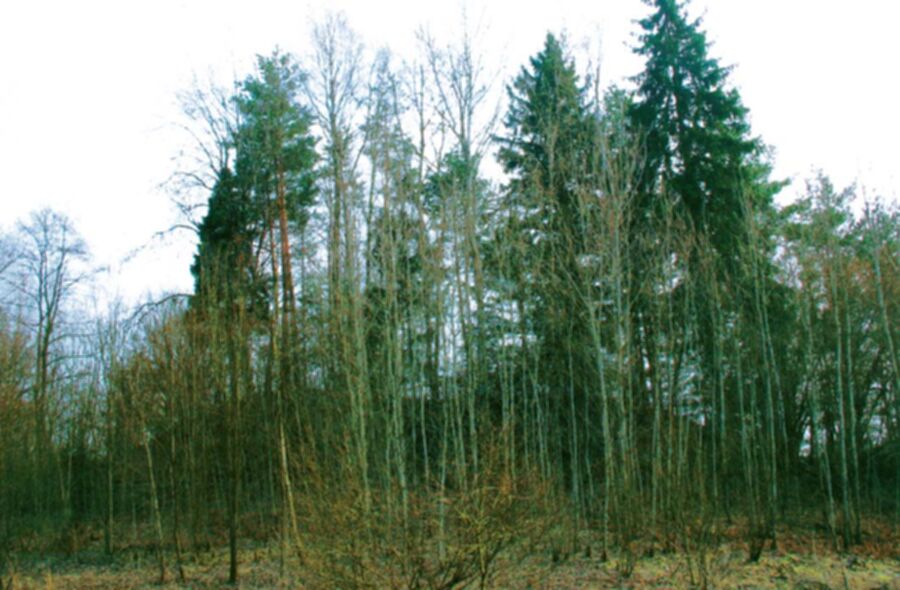 Iliustracija