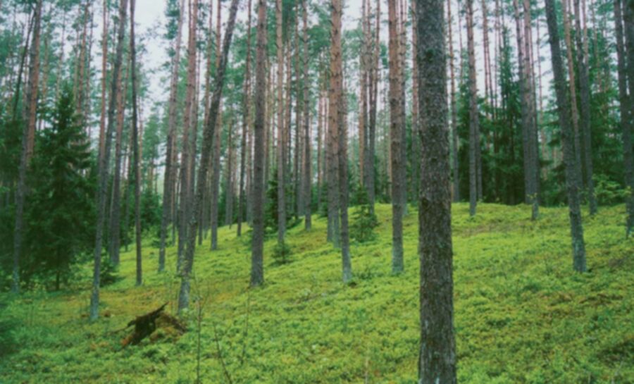 Iliustracija