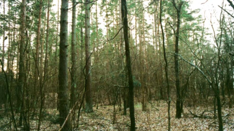 Iliustracija