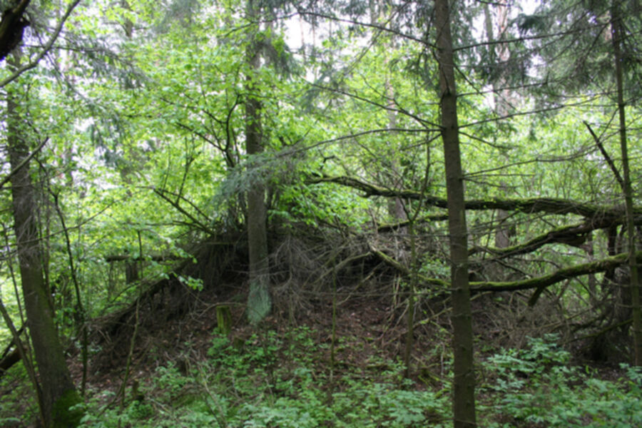 Nuotrauka
