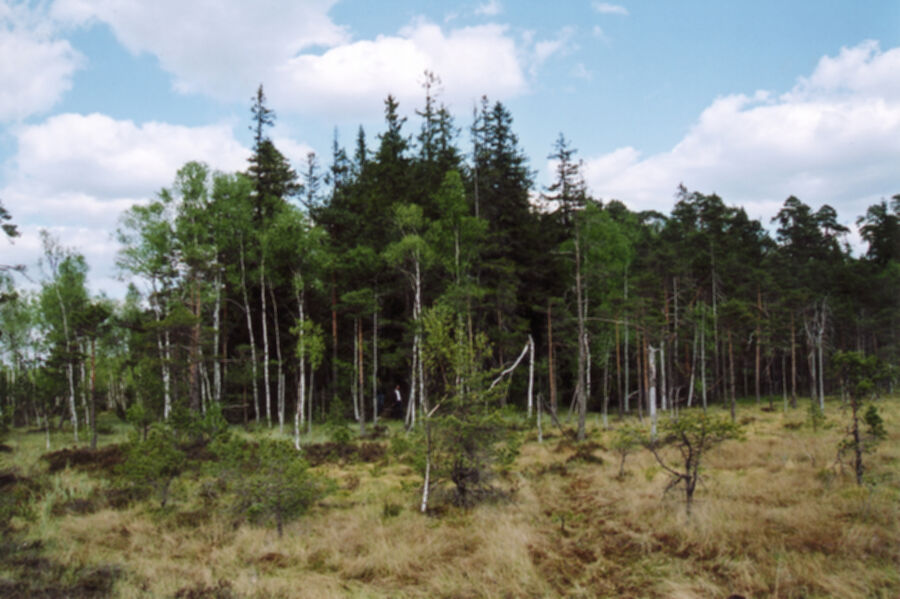 Iliustracija