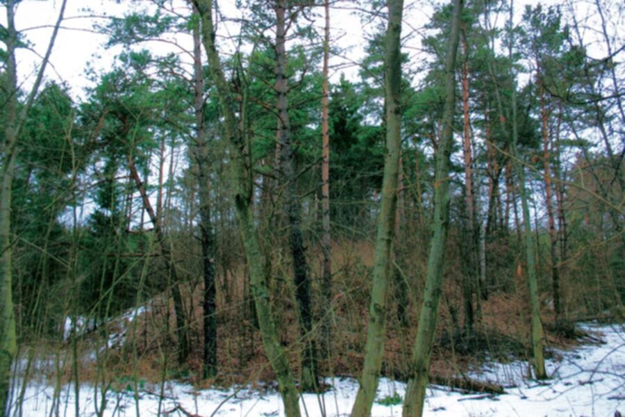 Iliustracija
