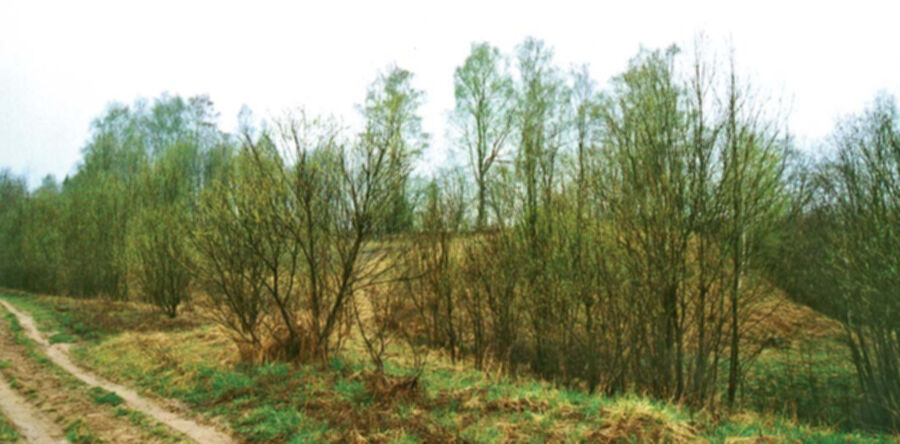 Iliustracija